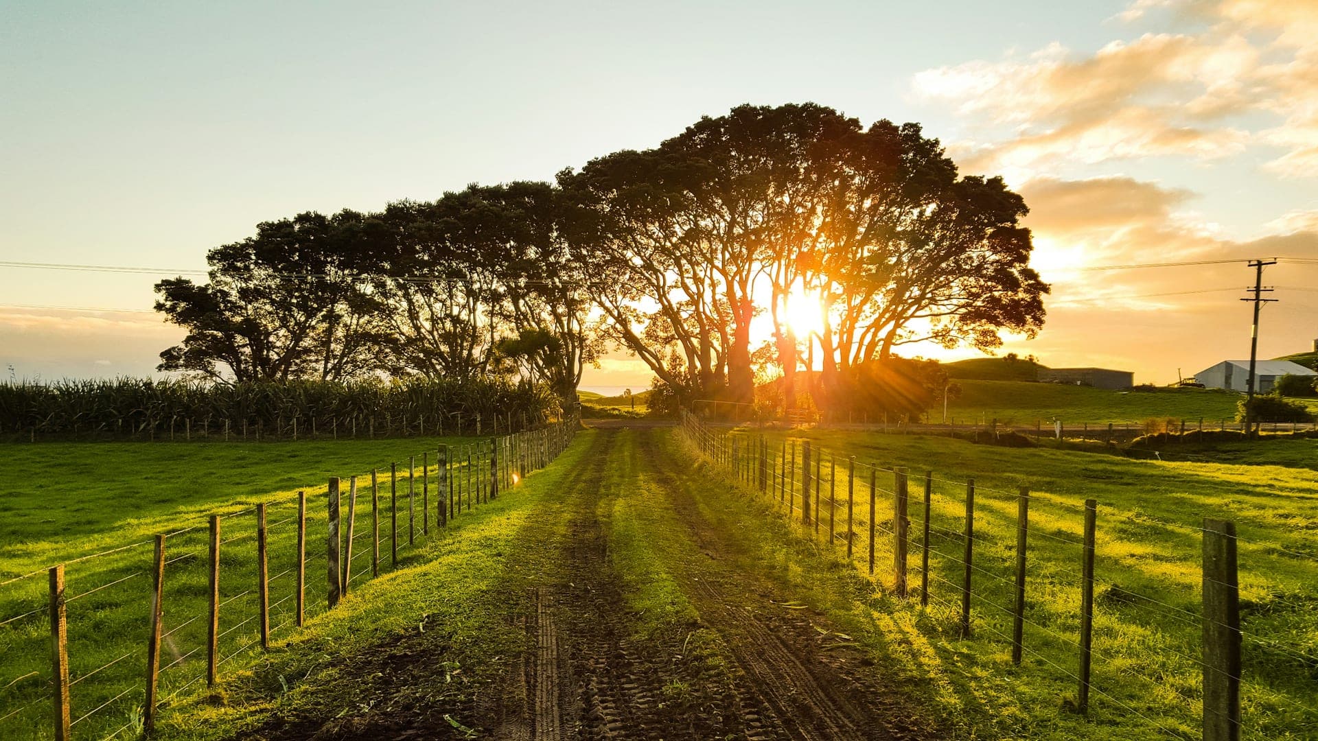 Dirt farm road between wooden fence lines leading toward sun bursting through trees
