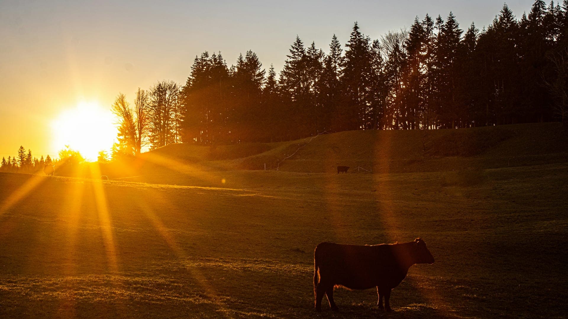 A single cow grazes in tall golden pasture at low sun, warm light across the field