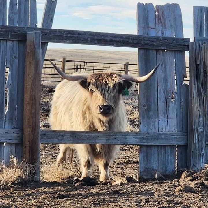 11M Ranch — pasture-raised beef producer in Wyoming