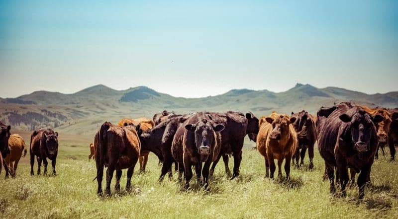 24 West Ranch — pasture-raised beef producer in Star, Idaho