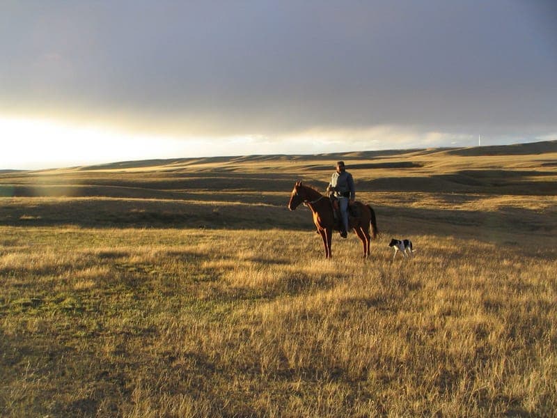 A Land of Grass — pasture-raised beef in Conrad, MT