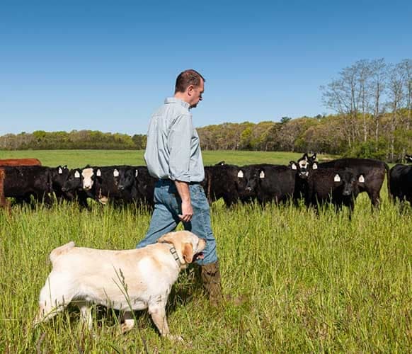 Acabonac Farms — pasture-raised beef in Yaphank, NY