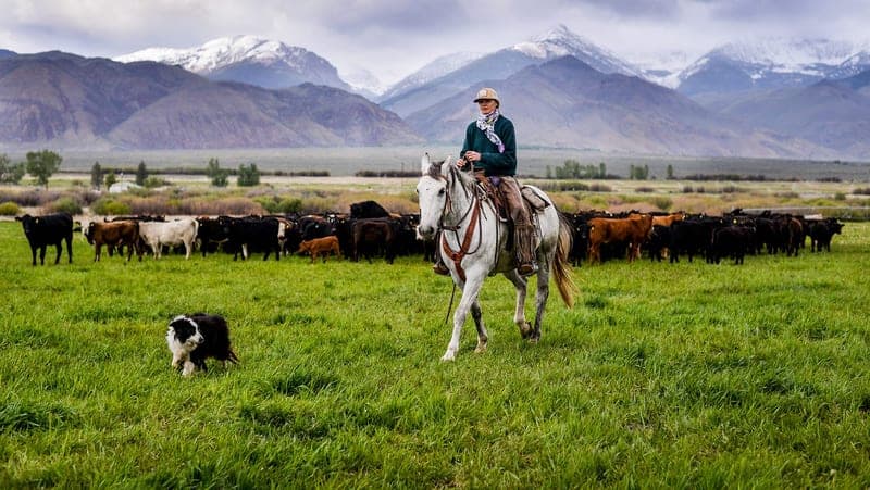Alderspring Ranch Grass Fed Beef — pasture-raised beef in Tendoy, ID