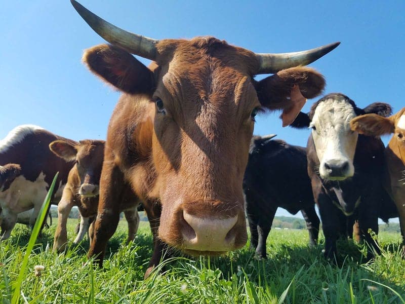 All Grass Farms — pasture-raised beef in Dundee, IL