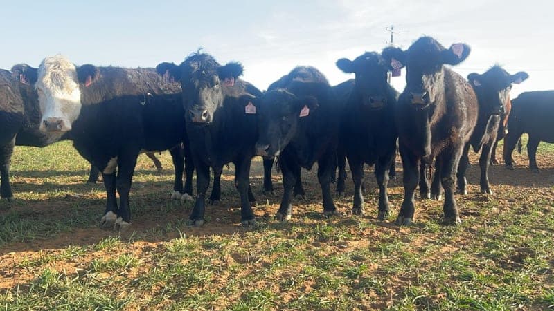 Ann and Weldon Warren's Holy Cow Beef — pasture-raised beef producer in Lubbock, Texas