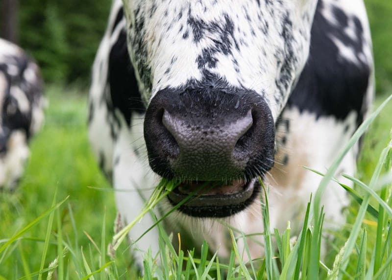 Apple Creek Farm — pasture-raised beef producer in Bowdoinham, Maine