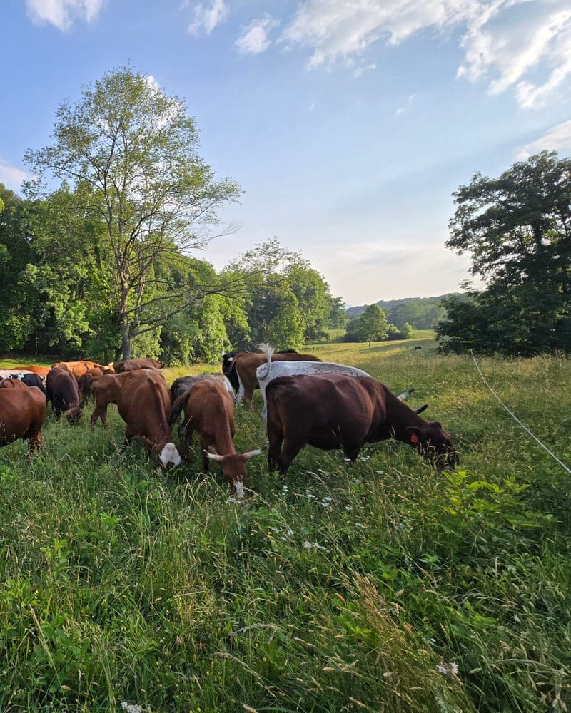 Ararat Farm — pasture-raised beef producer in Jonesville, Virginia