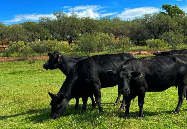 Arizona Grass Raised Beef Company — pasture-raised beef producer in Scottsdale, Arizona
