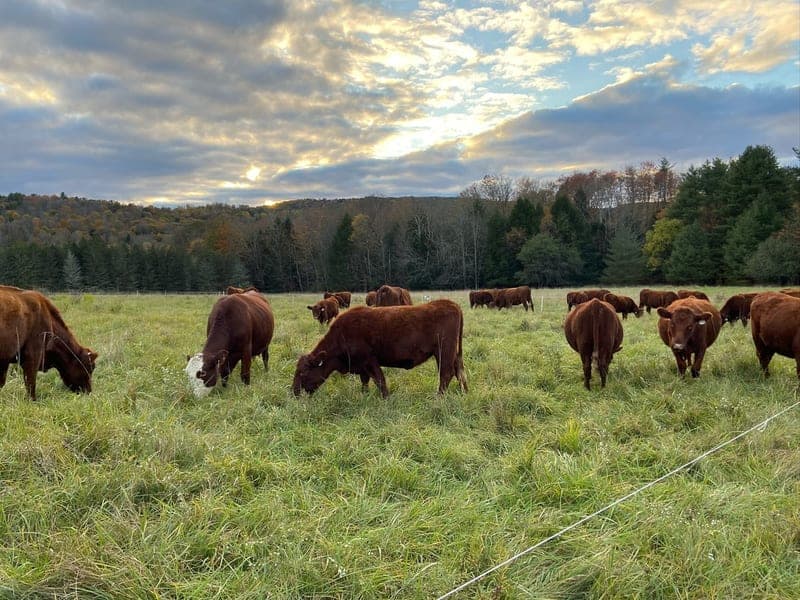 Back Achers Farm — pasture-raised beef producer in Rome, Pennsylvania