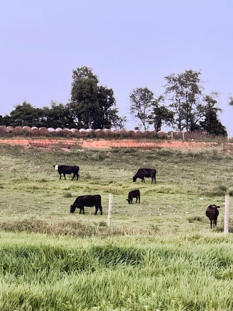 Back Creek Beef — pasture-raised beef producer in Hedgesville, West Virginia