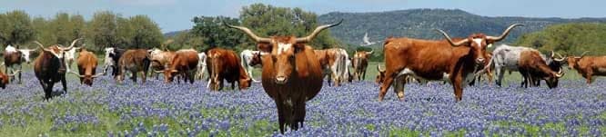Bandera Grassland — pasture-raised beef producer in Tarpley, Texas
