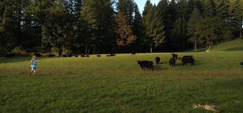Basket Flat Ranch — pasture-raised beef producer in Battle Ground, Washington
