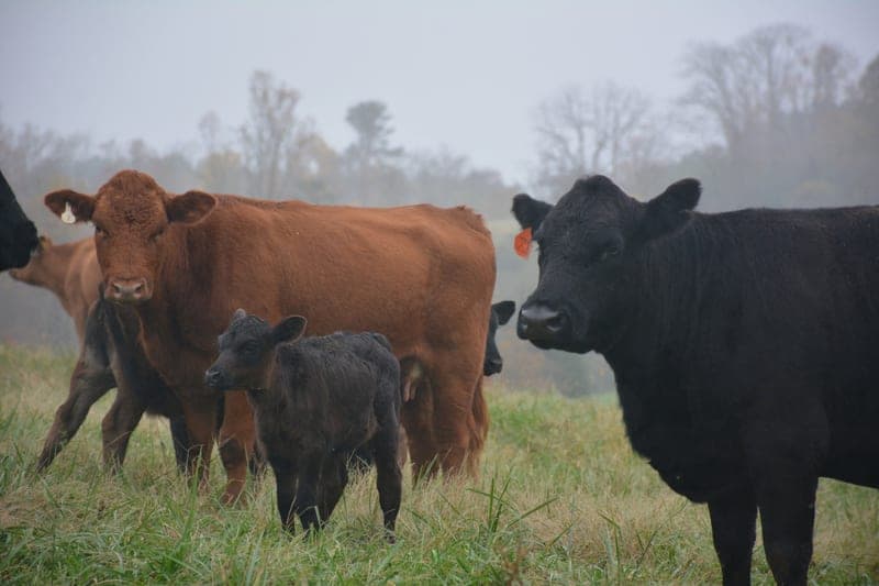 Beam Family Farms — pasture-raised beef in Lawndale, NC