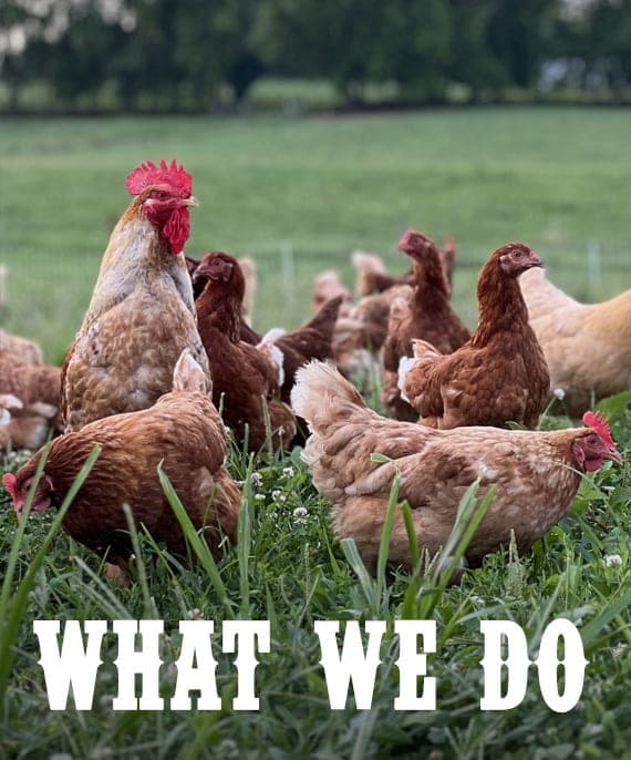 Bendy Brook Farm — pasture-raised beef producer in Oley, Pennsylvania