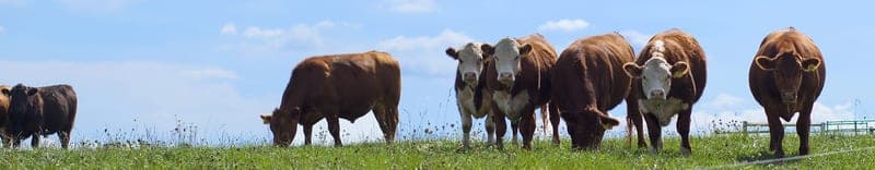 Berger's Green Vista Farm — pasture-raised beef producer in Wooster, Ohio