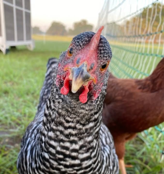 Bernal Homestead — pasture-raised beef producer in Live Oak, Florida