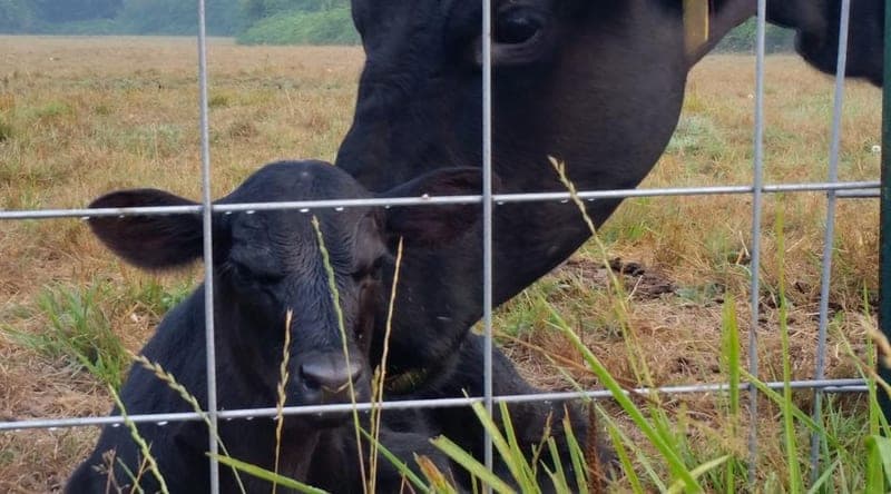 Big Willow Beef — pasture-raised beef producer in Dupont, Washington