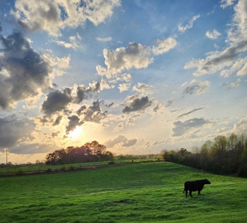 Blended Pastures Farmstead — pasture-raised beef producer in Woodland, Alabama