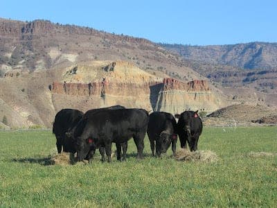 Blue Basin Beef — pasture-raised beef producer in Kimberly, Oregon