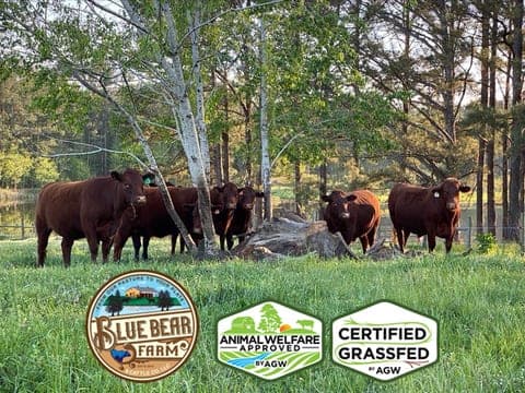 Blue Bear Farm & Cattle Co., LLC — pasture-raised beef producer in Cairo, Georgia