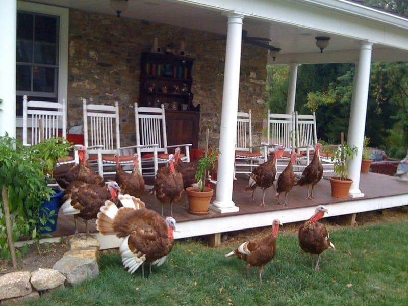Blue Moon Farm — pasture-raised beef producer in Bloomsbury, New Jersey