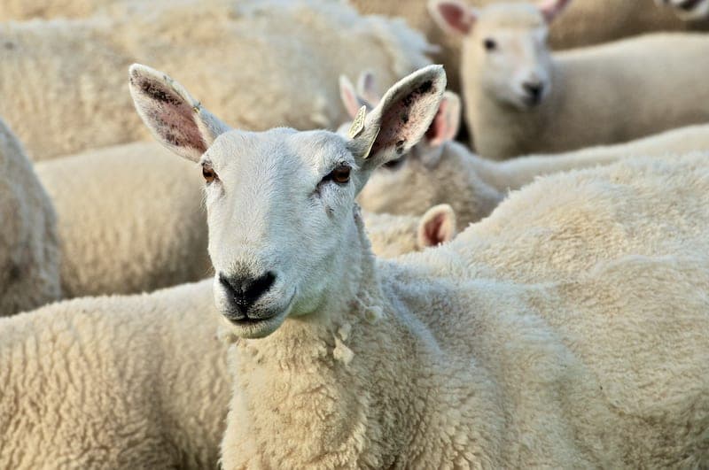 Blue Rooster Farm — pasture-raised beef producer in East Waterford, Pennsylvania