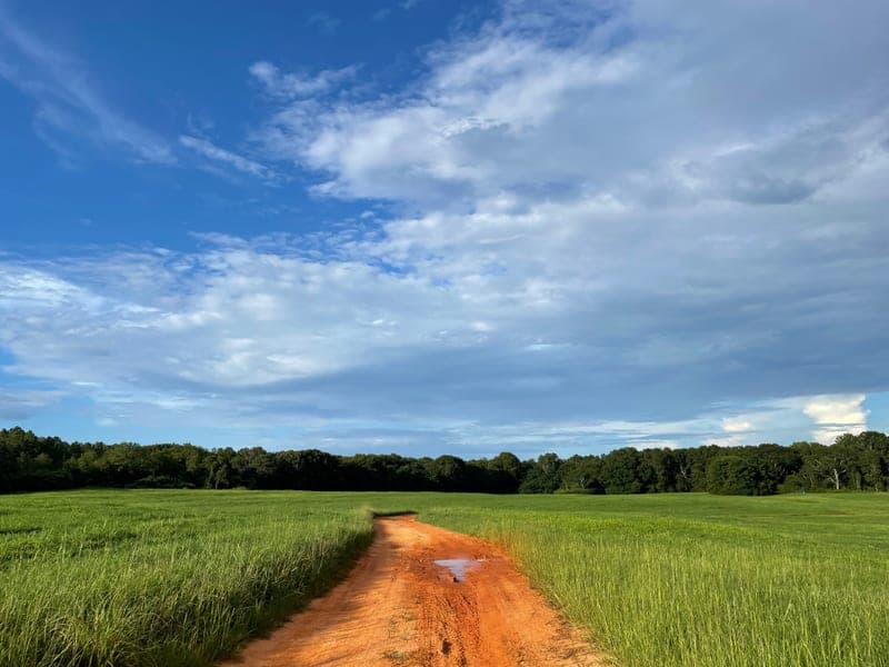 Blue Sky Agriculture — pasture-raised beef producer in Ellaville, Georgia