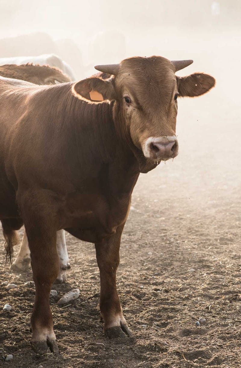 Blue Tree Cattle Co. — pasture-raised beef in Bluebell, UT