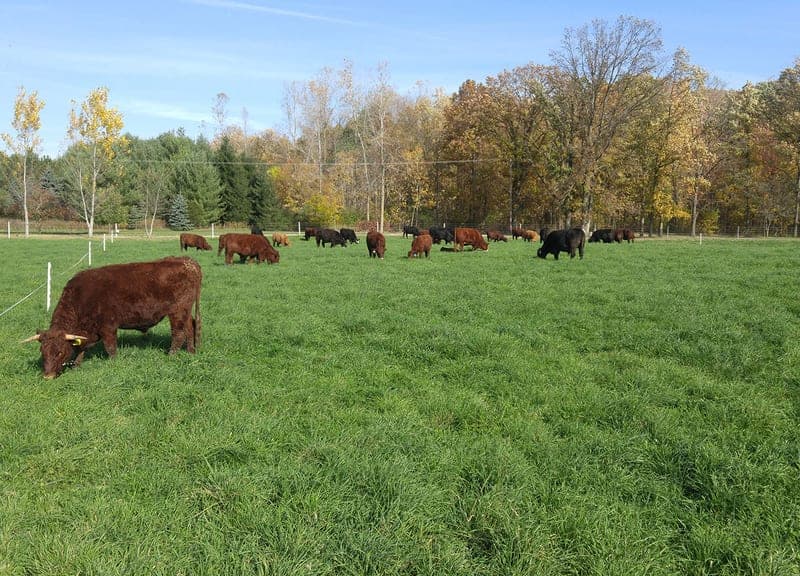 BP Farms LLC — pasture-raised beef producer in Dundee, Michigan