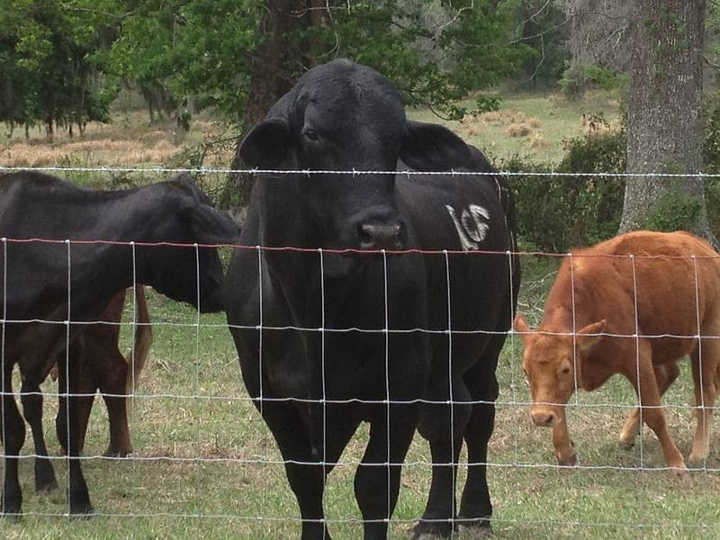 Brooksville Grass Fed Beef — pasture-raised beef producer in Brooksville, Florida