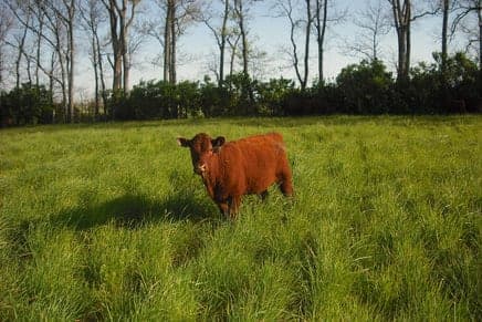 Brookview Farm — pasture-raised beef producer in Winchester, Kentucky