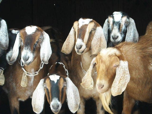 Buffalo Creek Farm & Creamery — pasture-raised beef in Germanton, NC