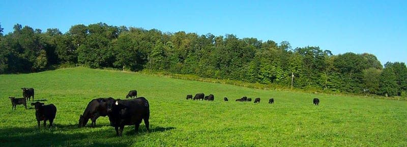 Burns Angus Farm — pasture-raised beef in New Wilmington, PA