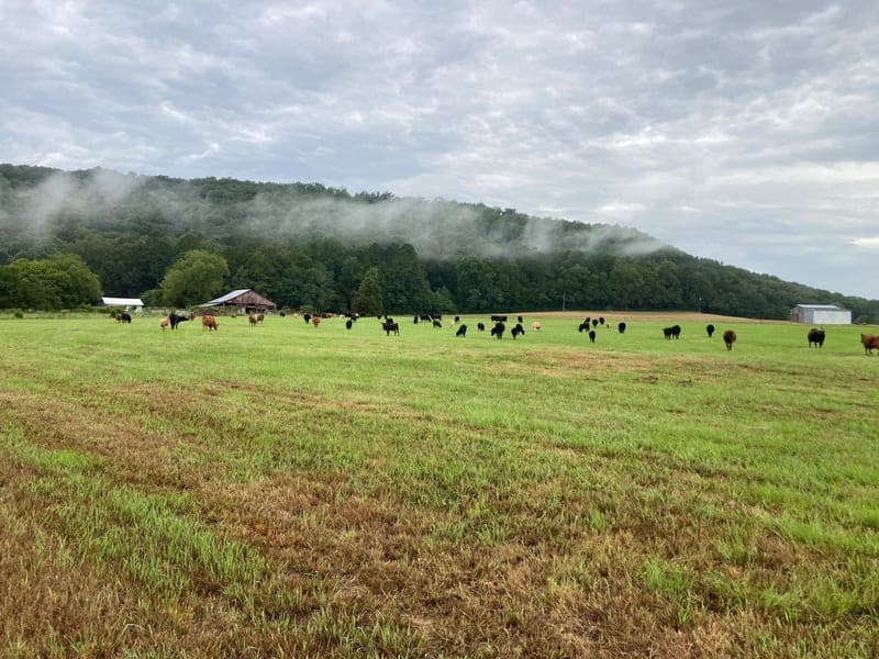 Burton Point Farms — pasture-raised beef producer in Grant, Alabama