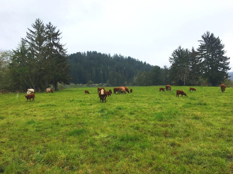 Butler Creek Farm Grass-fed Beef — pasture-raised beef producer in Eugene, Oregon