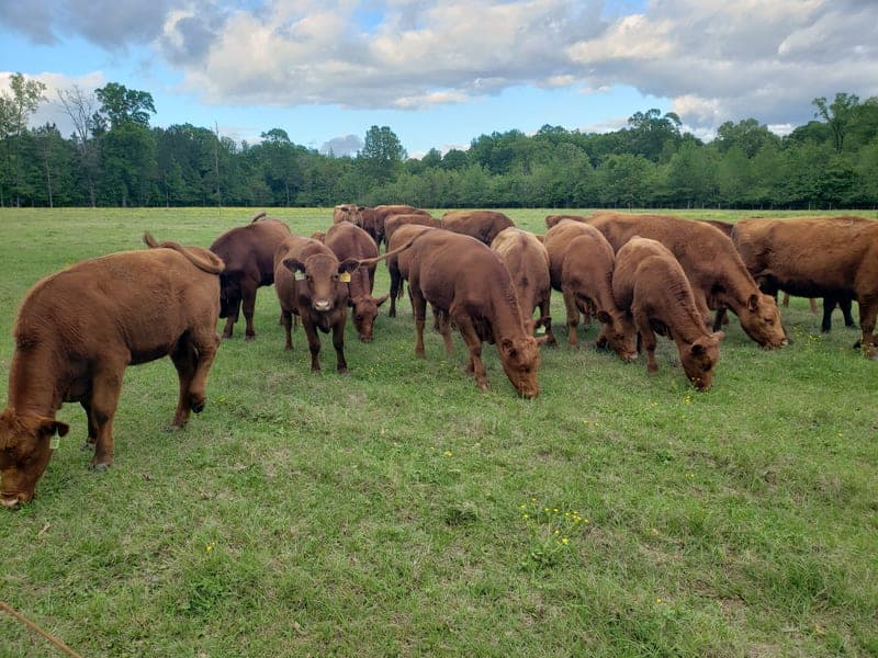 Butterfield Farm — pasture-raised beef producer in Pollock, Louisiana