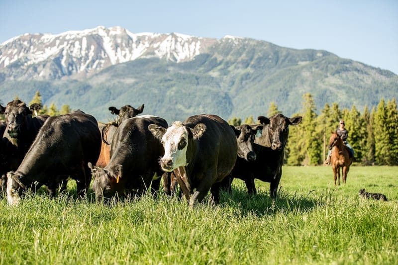 Carman Ranch — pasture-raised beef producer in Wallowa, Oregon