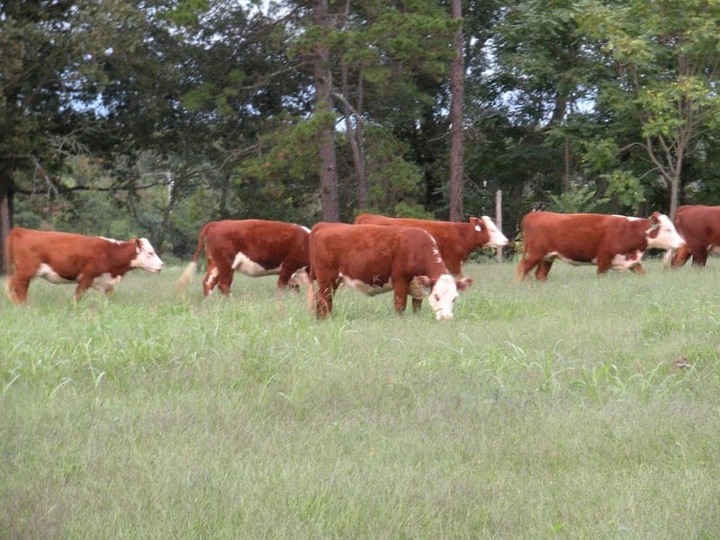 Carolina Grassfed Beef & Free-Range Eggs — pasture-raised beef producer in Anderson, South Carolina
