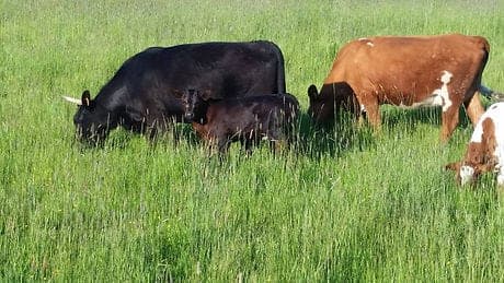 Carpenter's Corner — pasture-raised beef producer in Canby, Oregon