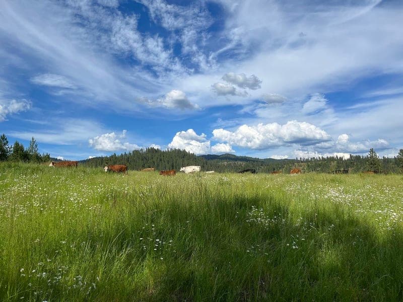 CDA River Ranch — pasture-raised beef producer in Kingston, Idaho