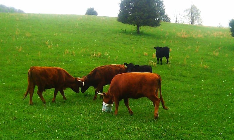 Cedar Dawn Farm — pasture-raised beef producer in Sinks Grove, West Virginia