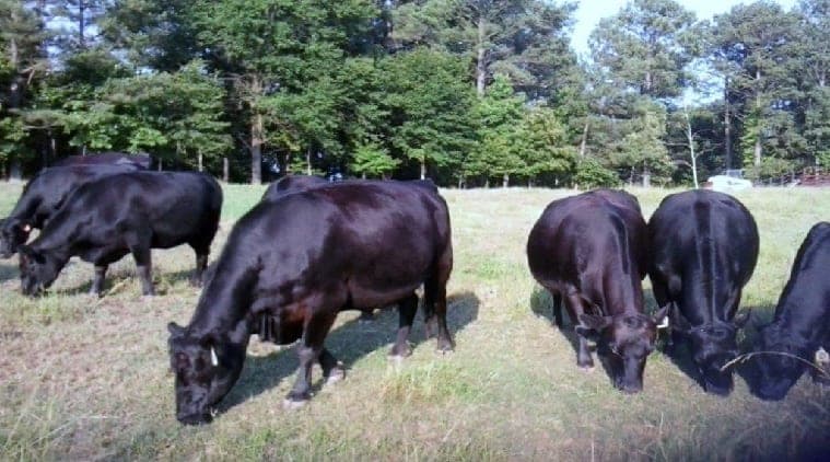 Chaguanas Ranch — pasture-raised beef producer in Palmetto, Georgia
