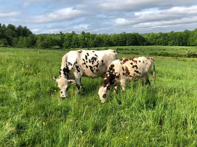 Chase Hill Farm — pasture-raised beef producer in Warwick, Massachusetts