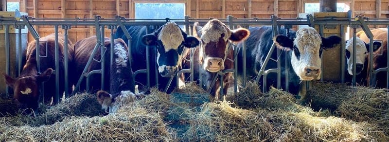 Chestnut Farms — pasture-raised beef producer in Hardwick, Massachusetts