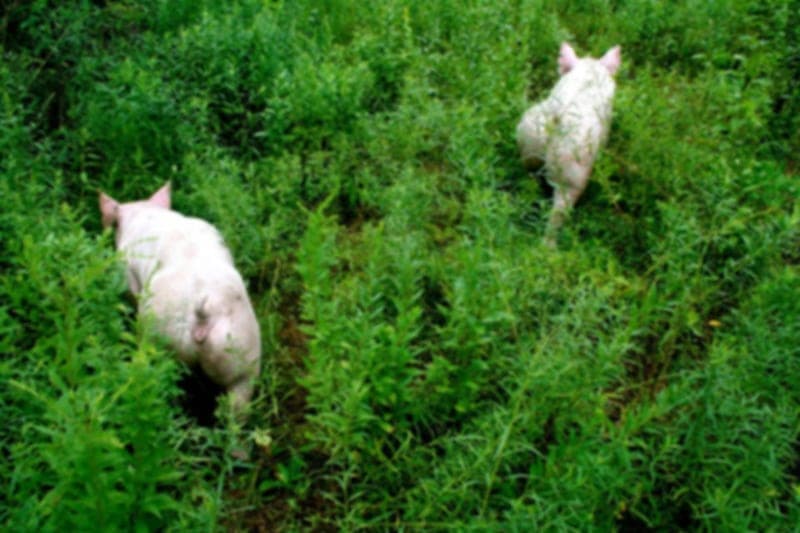 chickens — pasture-raised beef producer in Orangeville, Pennsylvania