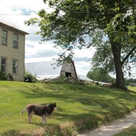 Chicoine Family Farm — pasture-raised beef producer in Easthampton, Massachusetts