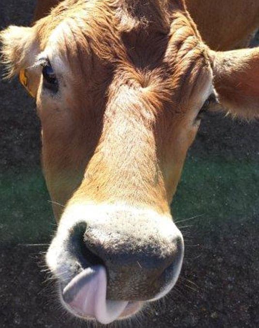Cinnamon Ridge Farms — pasture-raised beef in Donahue, IA