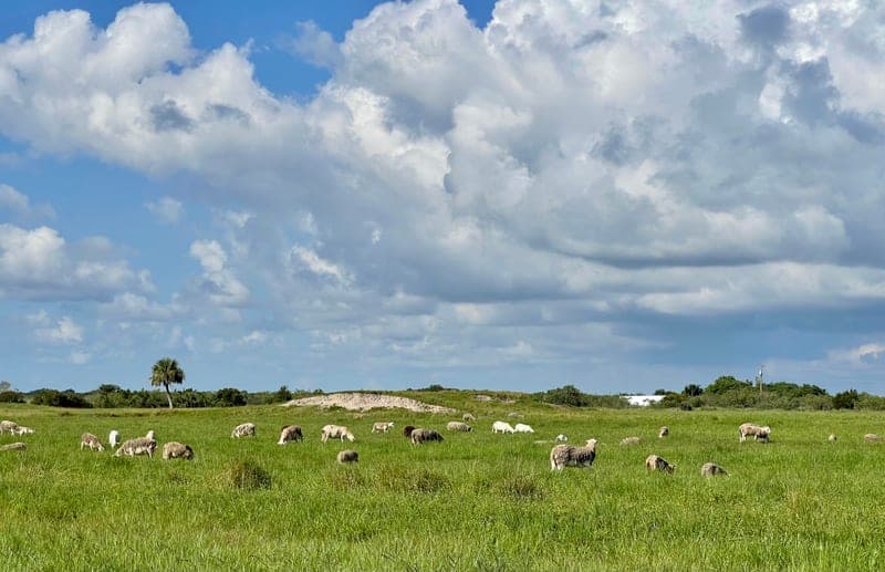 Circle C Farm — pasture-raised beef producer in Bonita Springs, Florida