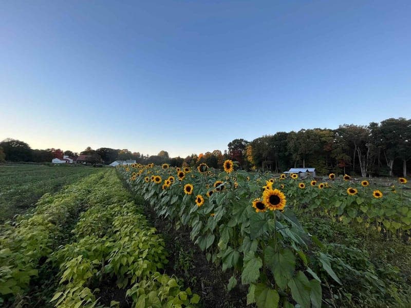 Clark Organic Farm — pasture-raised beef producer in Carlisle, Massachusetts