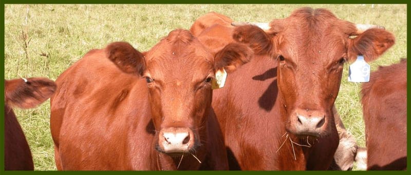 Covered-L Farm — pasture-raised beef producer in Centralia, Missouri